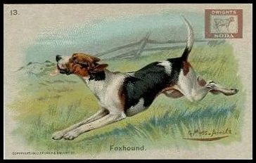 13 Foxhound